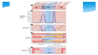 Fisiología Cardiovascular