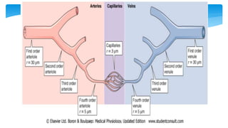 Fisiología Cardiovascular