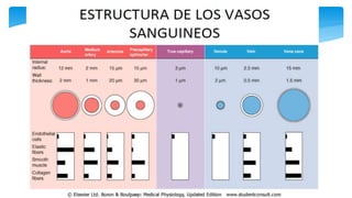 Fisiología Cardiovascular