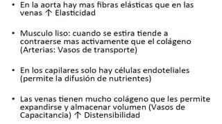 Fisiología Cardiovascular