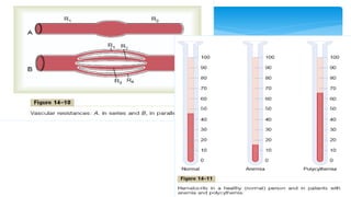 Fisiología Cardiovascular