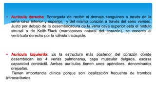 • Aurícula derecha: Encargada de recibir el drenaje sanguíneo a través de la
vena cava inferior y superior, y del mismo corazón a través del seno venoso.
Justo por debajo de la desembocadura de la vena cava superior esta el nódulo
sinusal o de Keith-Flack (marcapasos natural del corazón), se conecta al
ventrículo derecho por la válvula tricúspide.
• Aurícula izquierda: Es la estructura más posterior del corazón donde
desembocan las 4 venas pulmonares, capa muscular delgada, escasa
capacidad contráctil. Ambas aurículas tienen unos apéndices, denominados
orejuelas.
Tienen importancia clínica porque son localización frecuente de trombos
intracavitarios.
 