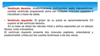 • Ventrículo derecho: Anatómicamente distinguimos: septo interventricular,
cavidad ventricular propiamente dicha con múltiples músculos papilares e
infundíbulo o tracto de salida.
• Ventrículo izquierdo: El grosor de su pared es aproximadamente 2/3
superior al del ventrículo derecho.
En su base se sitúan las válvulas mitral y aórtica separadas por un tabique
fibroso: unión mitroaórtica.
El ventrículo izquierdo presenta dos músculos papilares, anterolateral y
posteromedial, unidos por las cuerdas tendinosas a las dos valvas.
 