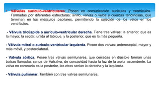 • Válvulas aurículo-ventriculares: Ponen en comunicación aurículas y ventrículos.
Formadas por diferentes estructuras: anillo, valvas o velos y cuerdas tendinosas, que
terminan en los músculos papilares, permitiendo la sujeción de los velos en los
ventrículos.
- Válvula tricúspide o aurículo-ventricular derecha. Tiene tres valvas: la anterior, que es
la mayor, la septal, unida al tabique, y la posterior, que es la más pequeña.
- Válvula mitral o aurículo-ventricular izquierda. Posee dos valvas: anteroseptal, mayor y
más móvil, y posterolateral.
- Válvula aórtica. Posee tres valvas semilunares, que cerradas en diástole forman unas
bolsas llamadas senos de Valsalva, de concavidad hacia la luz de la aorta ascendente. La
valva no coronaria es la posterior, las otras serían la derecha y la izquierda.
- Válvula pulmonar. También con tres valvas semilunares.
 