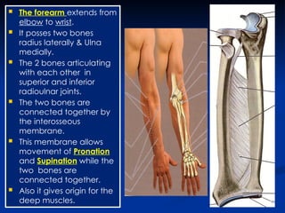 Anatomy of the forearm (Muscles, nerves, Veins and arteries) | PPTX