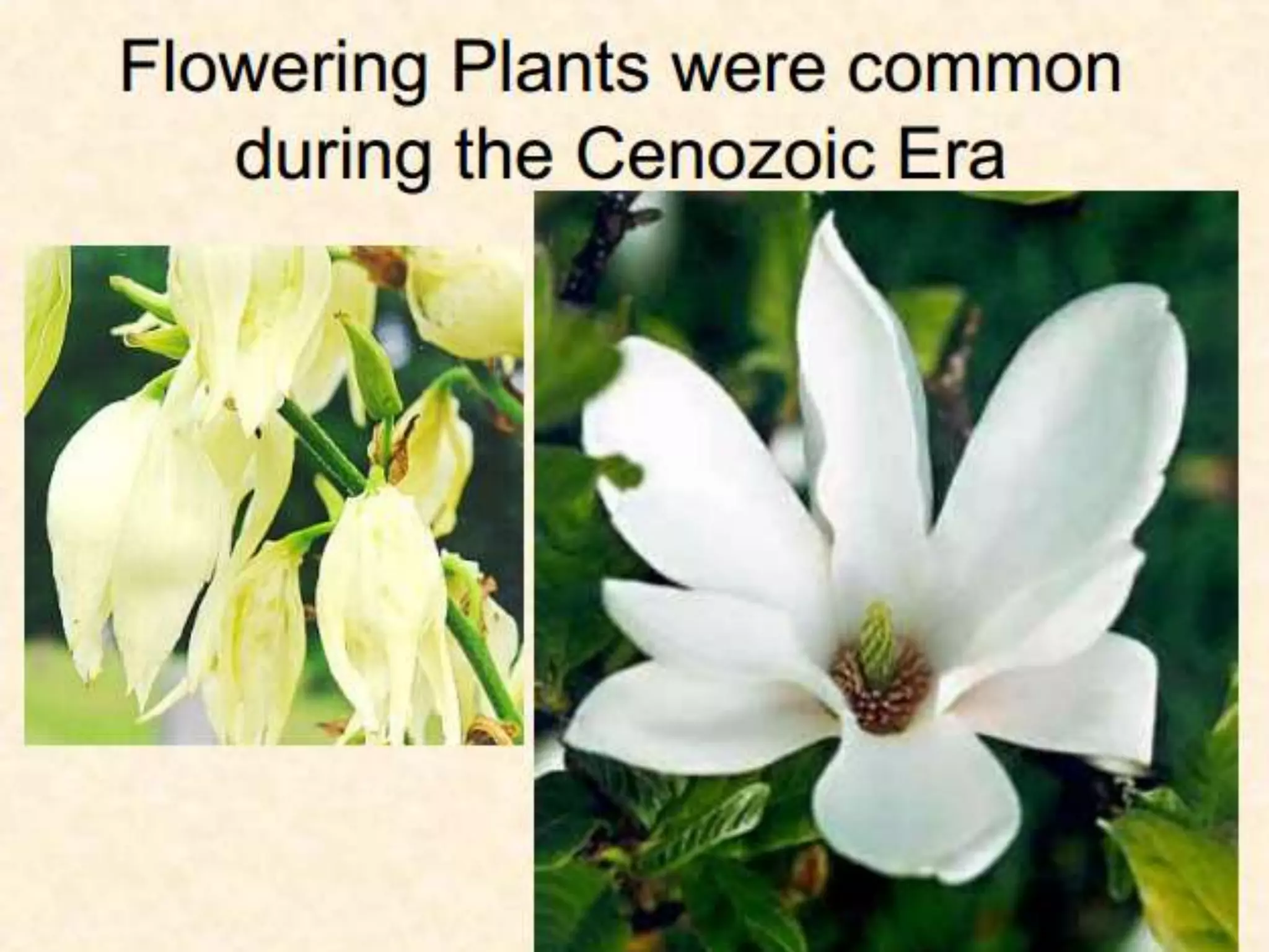 05 geologic timeline (1)