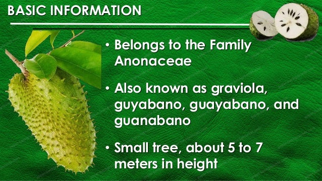 Guyabano Annona Muricata Linn Product Development