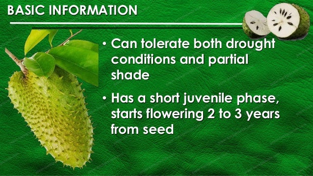 Guyabano Annona Muricata Linn Product Development