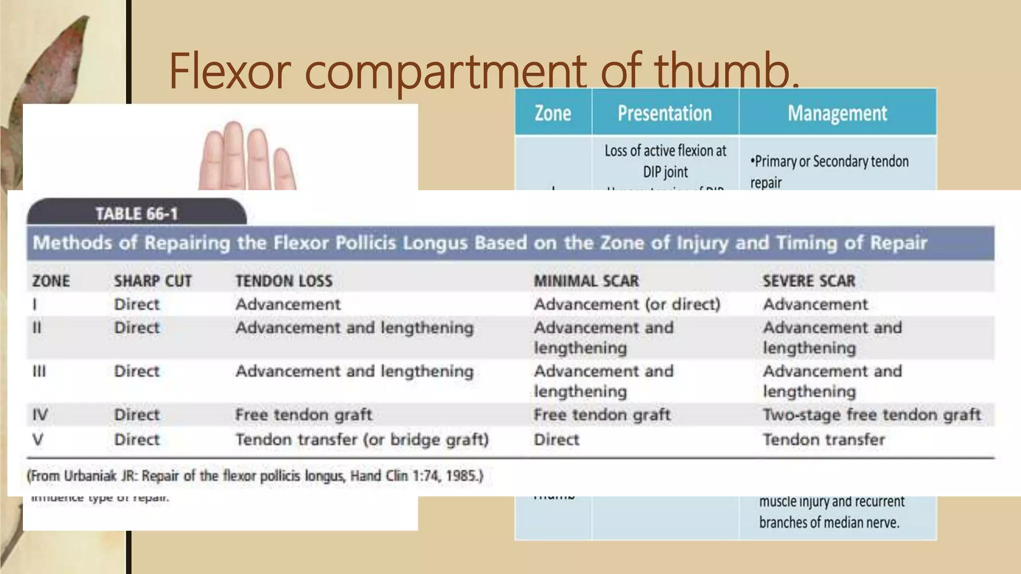 Flexor compartment of thumb.
 