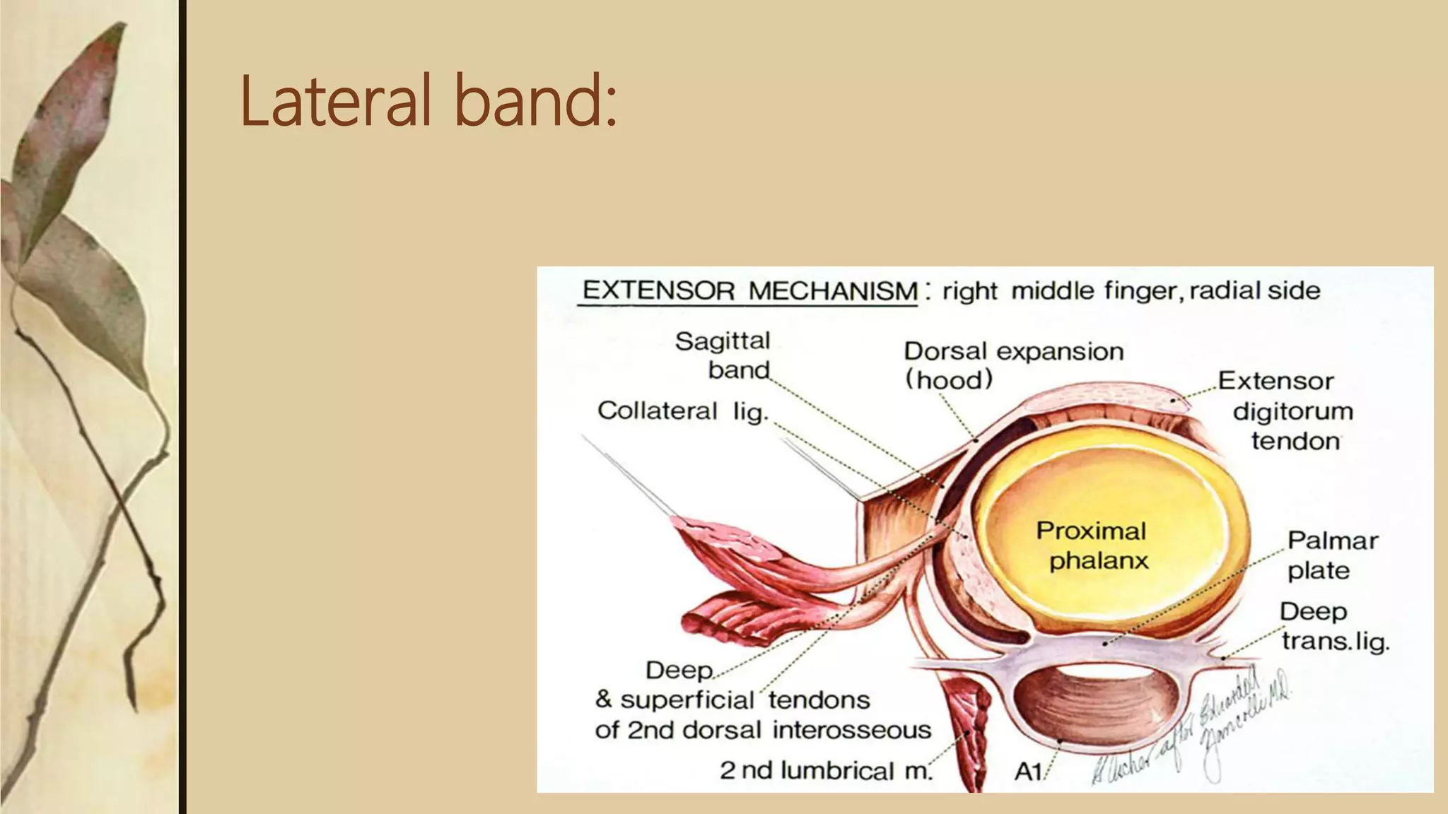 Lateral band:
 