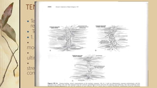 TENDON HEALING
 Tendons are capable of actively participating in the
repair process through Intrinsic Healing
 Tendon healing occurs in three phases:
 1. Inflammation 2. Active repair 3. Remodelling
• Early tendon motion has significant role in
modifying the repair response
• Mobilized tendons showed progressively greater
ultimate load compared with immobilized tendons
• Studies confirm “Wolff’s law” which states that the
strength of a healing tendon is proportional to the
controlled stress applied to it
 