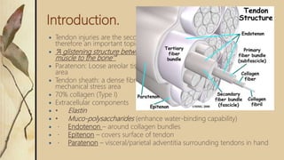 Introduction.
 Tendon injuries are the second most common injuries of the hand and
therefore an important topic in trauma and orthopaedic patients.
 “A glistening structure between muscle & bone which transmit force from
muscle to the bone’”
 Paratenon: Loose areolar tissue encasing tendon in low mechanical stress
area
 Tendon sheath: a dense fibrous tissue tunnel enclosing tendon in high
mechanical stress area
 70% collagen (Type I)
 Extracellular components
 • Elastin
 • Muco-polysaccharides (enhance water-binding capability)
 Endotenon – around collagen bundles
 Epitenon – covers surface of tendon
 Paratenon – visceral/parietal adventitia surrounding tendons in hand
 