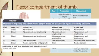Flexor compartment of thumb.
 
