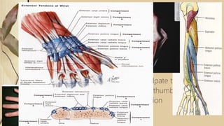 Thumb Extensors
 APL inserts on the metacarpal and radially abducts it
 EPB inserts on proximal phalanx and extends MCP Joint
 EPL inserts on distal phalanx and extends IP Joint
 Testing the Extrinsics:
 APL:Palpate with thumb abduction
 EPB:MP extension with IP flexion, palpate tendon
 EPL:Palpate tendon with retropulsed thumb
 EDC:Test with wrist in neutral-extension
 