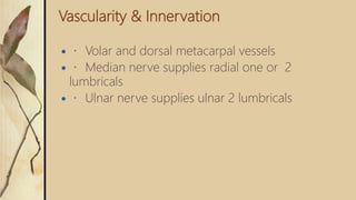 Vascularity & Innervation
 Volar and dorsal metacarpal vessels
 Median nerve supplies radial one or 2
lumbricals
 Ulnar nerve supplies ulnar 2 lumbricals
 