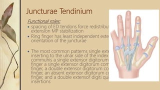 Juncturae Tendinium
Functional roles:
 spacing of ED tendons force redistribution coordinate
extension MP stabilization
 Ring finger has least independent extension due to the
orientation of the juncturae
 The most common patterns single extensor indicis proprius
inserting to the ulnar side of the index extensor digitorum
communis a single extensor digitorum communis to the index
finger a single extensor digitorum communis to the long
finger, a double extensor digitorum communis to the ring
finger, an absent extensor digitorum communis to the small
finger, and a double extensor digiti quinti with double
insertions
 