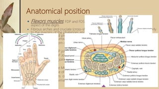 Anatomical position
 Flexors muscles: FDP and FDS tendons have fibrous sheaths on the palmar
aspect of the digits
 Fibrous arches and cruciate (cross-shaped) ligaments, which are attached posteriorly
to the margins of the phalanges and to the palmar ligaments hold the tendons to
the bony plane and prevent the tendons from bowing when the digits are flexed.
The tendons are surrounded by a synovial sheath.
 Flexor tendon system consists of intrinsic and extrinsic components
 Extrinsics:
 FDP: flexing the DIP joint
 FDS: Flexing the PIP Joint
 FPL: Flexing the IP joint of the thumb
 Intrinsics:
 Lumbricals: Flex the MCP joints and Extend the IP joints
 FDP inserts on base of distal phalanx
 FDS inserts on sides of middle phalanx
 FPL inserts on proximal portion of the distal phalanx
 