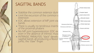 SAGITTAL BANDS
 Stabilize the common extensor during digital flexion over MCPJ
 Limit the excursion of the common extensor tendon during digital
extension
 EDC allows extension of MP joint via insertion onto the sagittal
bands
 There is usually no tendinous insertion of EDC to the dorsal base
of the proximal phalanx
 No MP joint hyperextension: EDC extends MP, PIP, and DIP joints
even in the absence of intrinsic muscle function.
 INTRINSIC PARALYSIS: “slack” develops in EDC system distal to the
sagittal bands all producing a flexion posture at PIP and DIP
joints, the “claw” finger.
 