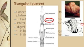 Triangular Ligament
 Connects both lateral bands over the middle
phalanx.
 • Limits the volar and lateral shifting of the
 lateral conjoined extensor tendon during
 digital flexion
 • In boutonniere deformity; elongated
 • In fixed swan neck deformity; retracted
 