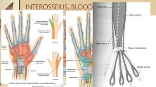INTEROSSEIUS, BLOOD SUPPLY & NERVE
SUPPLY
 