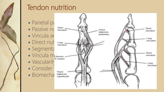 Tendon nutrition
 Parietal paratenon
 Passive nutrition by diffusion
 Vincula and bony attachments
 Direct nutrition
 Segmental nutrition
 Vincula may prevent retraction
 Vascularity dominance is deep surface of tendon
 Consider with suture placement
 Biomechanically superior to place suture deep
 
