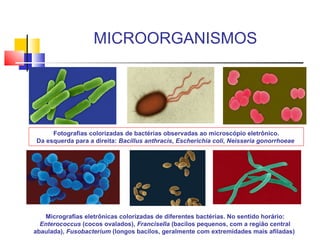 MICROORGANISMOS Fotografias colorizadas de bactérias observadas ao microscópio eletrônico. Da esquerda para a direita:  Bacillus anthracis ,  Escherichia coli ,  Neisseria gonorrhoeae   Micrografias eletrônicas colorizadas de diferentes bactérias. No sentido horário:  Enterococcus  (cocos ovalados),  Francisella  (bacilos pequenos, com a região central abaulada),  Fusobacterium  (longos bacilos, geralmente com extremidades mais afiladas)   