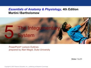 Essentials of Anatomy & Physiology, 4th Edition
Martini/Bartholomew
PowerPoint®
Lecture Outlines
prepared by Alan Magid, Duke University
The Integumentary
System5
Copyright © 2007 Pearson Education, Inc., publishing as Benjamin Cummings
Slides 1 to 51
 