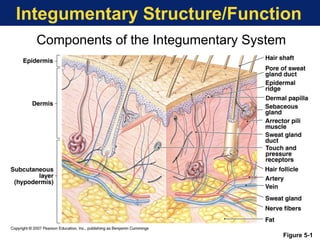 Integumentary | PPT