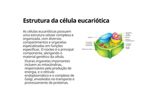 Estrutura da célula eucariótica
As células eucarióticas possuem
uma estrutura celular complexa e
organizada, com diversos
compartimentos e organelas
especializadas em funções
específicas. O núcleo é o principal
componente, abrigando o
material genético da célula.
Outras organelas importantes
incluem as mitocôndrias,
responsáveis pela produção de
energia, e o retículo
endoplasmático e o complexo de
Golgi, envolvidos no transporte e
processamento de proteínas.
 