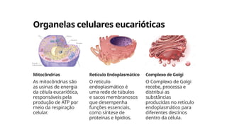 Organelas celulares eucarióticas
Mitocôndrias
As mitocôndrias são
as usinas de energia
da célula eucariótica,
responsáveis pela
produção de ATP por
meio da respiração
celular.
Retículo Endoplasmático
O retículo
endoplasmático é
uma rede de túbulos
e sacos membranosos
que desempenha
funções essenciais,
como síntese de
proteínas e lipídios.
Complexo de Golgi
O Complexo de Golgi
recebe, processa e
distribui as
substâncias
produzidas no retículo
endoplasmático para
diferentes destinos
dentro da célula.
 