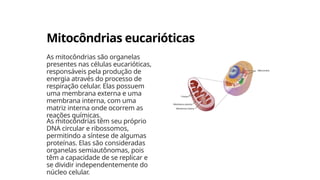 Mitocôndrias eucarióticas
As mitocôndrias são organelas
presentes nas células eucarióticas,
responsáveis pela produção de
energia através do processo de
respiração celular. Elas possuem
uma membrana externa e uma
membrana interna, com uma
matriz interna onde ocorrem as
reações químicas.
As mitocôndrias têm seu próprio
DNA circular e ribossomos,
permitindo a síntese de algumas
proteínas. Elas são consideradas
organelas semiautônomas, pois
têm a capacidade de se replicar e
se dividir independentemente do
núcleo celular.
 
