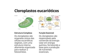 Cloroplastos eucarióticos
Estrutura Complexa
Os cloroplastos são
organelas únicas das
células eucarióticas
vegetais, com uma
estrutura interna
altamente organizada
para realizar a
fotossíntese.
Função Essencial
Os cloroplastos são
responsáveis pela
conversão da energia
solar em energia
química, fornecendo a
base para a produção
de nutrientes
essenciais.
 