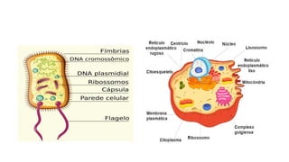 05 Introducao-as-celulas-.pptx procarióticas