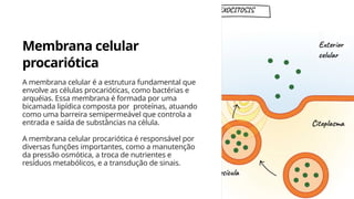 Membrana celular
procariótica
A membrana celular é a estrutura fundamental que
envolve as células procarióticas, como bactérias e
arquéias. Essa membrana é formada por uma
bicamada lipídica composta por proteínas, atuando
como uma barreira semipermeável que controla a
entrada e saída de substâncias na célula.
A membrana celular procariótica é responsável por
diversas funções importantes, como a manutenção
da pressão osmótica, a troca de nutrientes e
resíduos metabólicos, e a transdução de sinais.
 