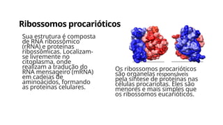 Ribossomos procarióticos
Os ribossomos procarióticos
são organelas responsáveis
pela síntese de proteínas nas
células procariotas. Eles são
menores e mais simples que
os ribossomos eucarióticos.
Sua estrutura é composta
de RNA ribossômico
(rRNA) e proteínas
ribossômicas. Localizam-
se livremente no
citoplasma, onde
realizam a tradução do
RNA mensageiro (mRNA)
em cadeias de
aminoácidos, formando
as proteínas celulares.
 