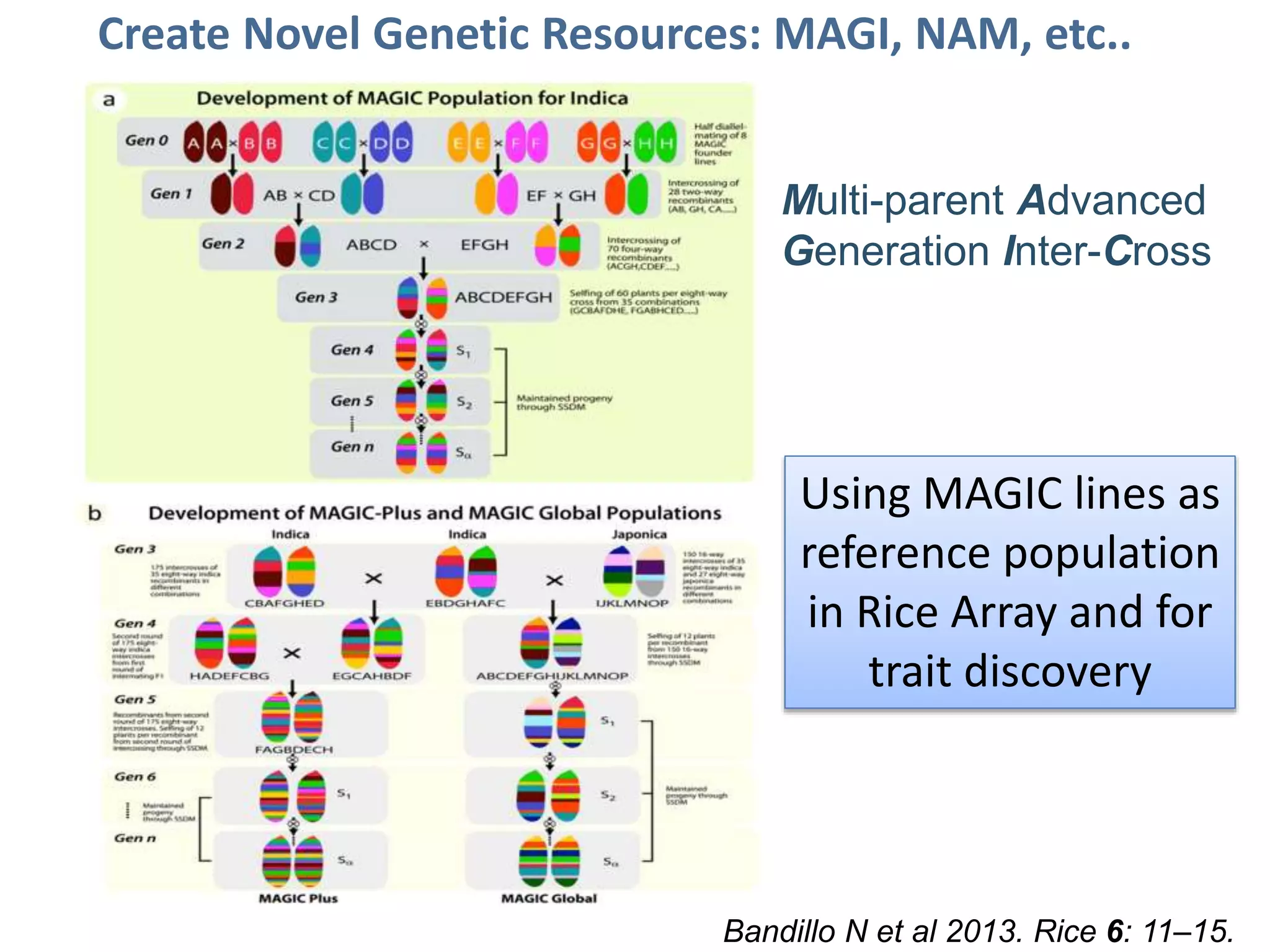 Role of Biotechnology in Improving Productivity for Rice Producers in ...