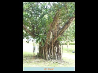 Un ficus!!