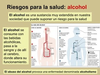 Riesgos para la salud: alcohol
El alcohol es una sustancia muy extendida en nuestra
sociedad que puede suponer un riesgo para la salud
El alcohol se
consume con
las bebidas
alcohólicas,
pasa a la
sangre y de allí
al cerebro,
donde altera su
funcionamiento.
El abuso del alcohol provoca una enfermedad denominada alcoholismo
 