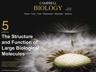 CAMPBELL
BIOLOGY
Reece • Urry • Cain • Wasserman • Minorsky • Jackson
© 2014 Pearson Education, Inc.
TENTH
EDITION
CAMPBELL
BIOLOGY
Reece • Urry • Cain • Wasserman • Minorsky • Jackson
TENTH
EDITION
5
The Structure
and Function of
Large Biological
Molecules
Lecture Presentation by
Nicole Tunbridge and
Kathleen Fitzpatrick
 