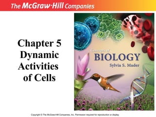 Copyright  ©  The McGraw-Hill Companies, Inc. Permission required for reproduction or display. Chapter 5 Dynamic Activities  of Cells 