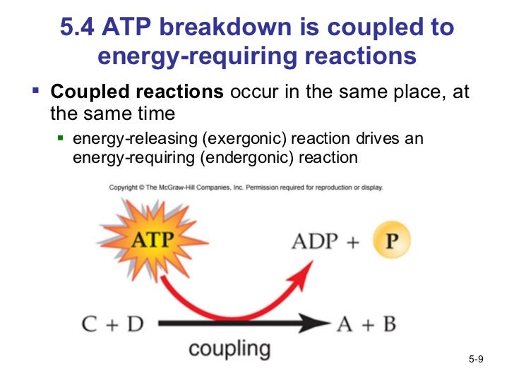 Simplified photosynthesis equation image