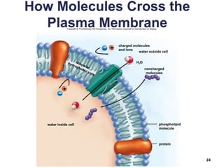 How Molecules Cross the
Plasma Membrane
24
+
–
+
water inside cell phospholipid
molecule
protein
noncharged
molecules
water outside cell
charged molecules
and ions
H2O
–
nonpolar,
hydrophobic core
Copyright © The McGraw-Hill Companies, Inc. Permission required for reproduction or display.
 
