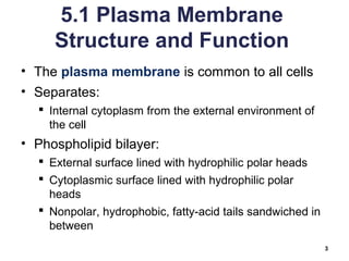 5.1 Plasma Membrane
Structure and Function
• The plasma membrane is common to all cells
• Separates:
 Internal cytoplasm from the external environment of
the cell
• Phospholipid bilayer:
 External surface lined with hydrophilic polar heads
 Cytoplasmic surface lined with hydrophilic polar
heads
 Nonpolar, hydrophobic, fatty-acid tails sandwiched in
between
3
 