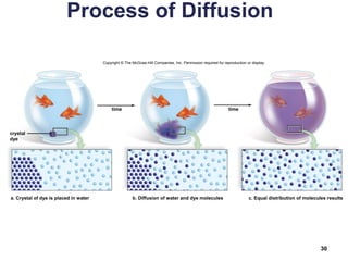 Process of Diffusion
30
Copyright © The McGraw-Hill Companies, Inc. Permission required for reproduction or display.
time time
crystal
dye
a. Crystal of dye is placed in water b. Diffusion of water and dye molecules c. Equal distribution of molecules results
 
