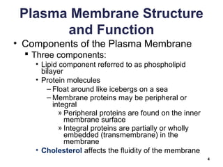 Plasma Membrane Structure
and Function
• Components of the Plasma Membrane
 Three components:
• Lipid component referred to as phospholipid
bilayer
• Protein molecules
– Float around like icebergs on a sea
– Membrane proteins may be peripheral or
integral
» Peripheral proteins are found on the inner
membrane surface
» Integral proteins are partially or wholly
embedded (transmembrane) in the
membrane
• Cholesterol affects the fluidity of the membrane
4
 