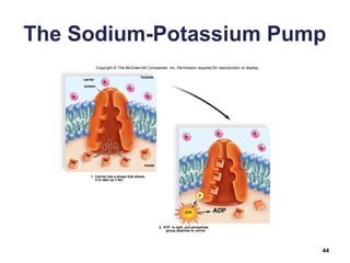 The Sodium-Potassium Pump
44
Copyright © The McGraw-Hill Companies, Inc. Permission required for reproduction or display.
carrier
protein
1. Carrier has a shape that allows
it to take up 3 Na+
.
2. ATP is split, and phosphate
group attaches to carrier
Outside
Inside
ATP
K+
P
Na+
Na+
K+
K+
K+
K+
K+
Na+
Na+ Na+
Na+
K+
K+
Na+
Na+
Na+
 