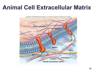 Animal Cell Extracellular Matrix
53
Copyright © The McGraw-Hill Companies, Inc. Permission required for reproduction or display.
collagen
proteoglycan
actin filament
fibronectin
elastin
integrin
Outside (extracellular matrix)
Inside (cytoplasm)
 