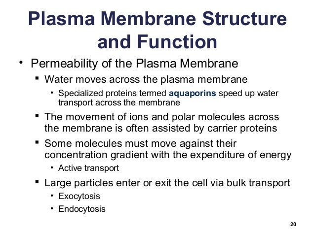 membrane structure and function