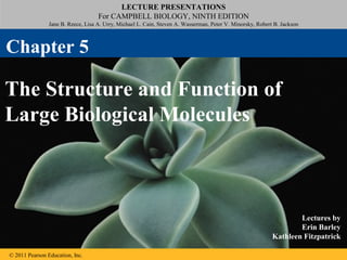LECTURE PRESENTATIONS
For CAMPBELL BIOLOGY, NINTH EDITION
Jane B. Reece, Lisa A. Urry, Michael L. Cain, Steven A. Wasserman, Peter V. Minorsky, Robert B. Jackson
© 2011 Pearson Education, Inc.
Lectures by
Erin Barley
Kathleen Fitzpatrick
The Structure and Function of
Large Biological Molecules
Chapter 5
 