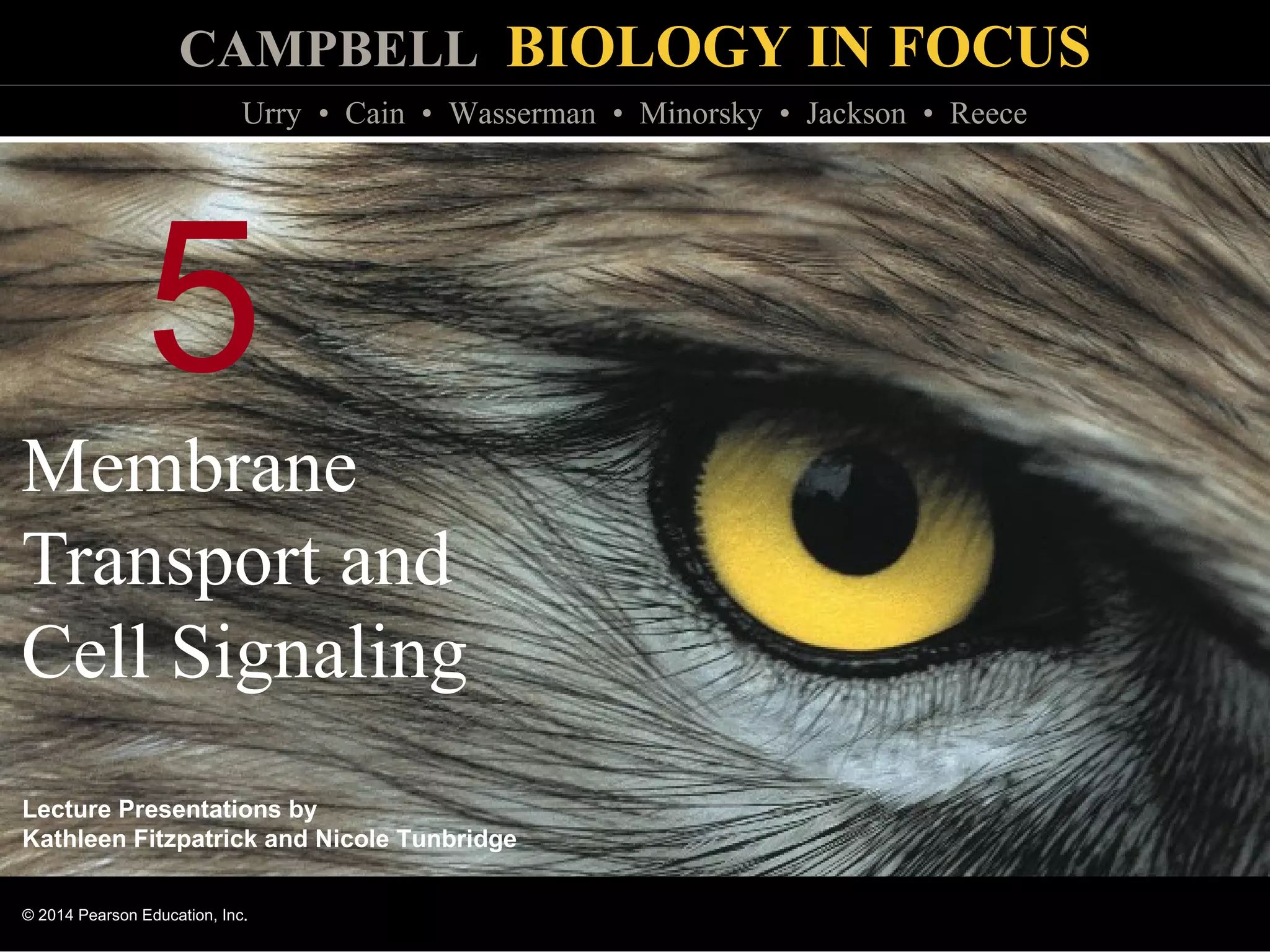 Biology in Focus Chapter 5 | PPT